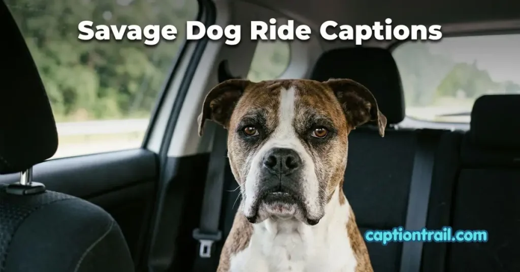 Dog Car Ride Captions for Instagram