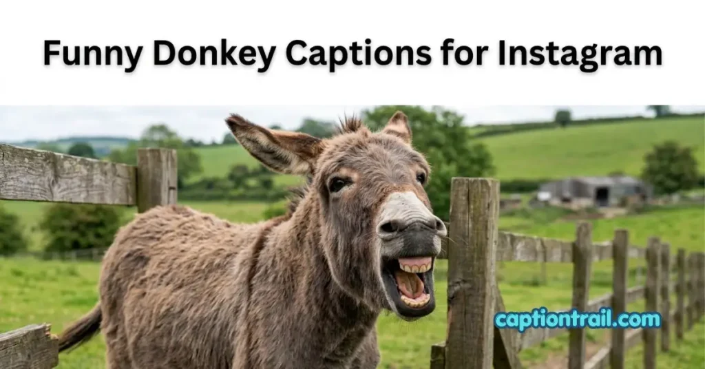 Donkey Captions for Instagram
