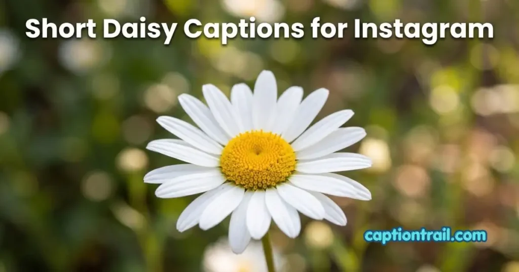 Daisy Captions for Instagram